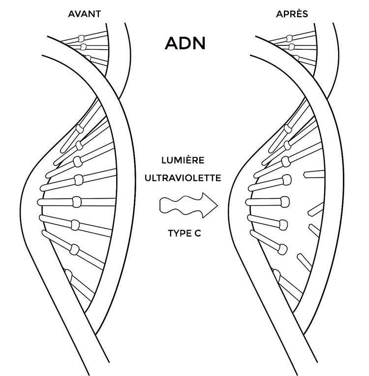 ultravioleta-adn